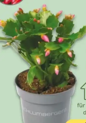 NETTO Weihnachtskaktus Schlumbergera Angebot