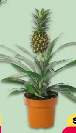 NETTO Ananaspflanze Angebot