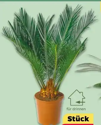 NETTO Palmfarn Cycas revoluta Angebot