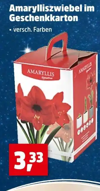 Thomas Philipps Amaryllis amarylliszwiebel im geschenkkarton Angebot