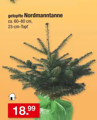 Zimmermann Getopfte nordmanntanne Angebot