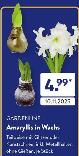 Aldi Süd Gardenline amaryllis in wachs Angebot