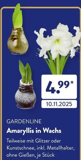Aldi Süd Gardenline amaryllis in wachs Angebot