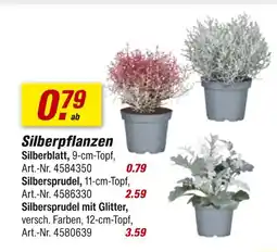 toom Baumarkt Silberblatt Angebot