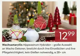 Pflanzen Kölle Wachsamaryllis hippeastrum hybriden Angebot