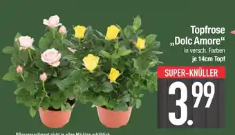 Edeka Topfrose dolc amore Angebot