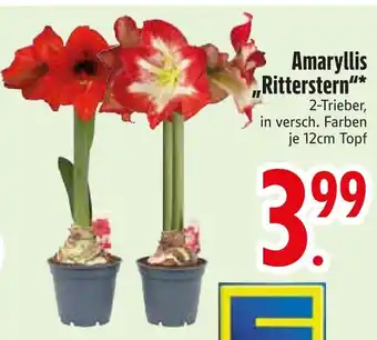 Edeka Amaryllis ritterstern Angebot