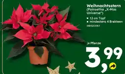 Globus Baumarkt Weihnachtsstern (Poinsettia „,X-Mas Universe") Angebot