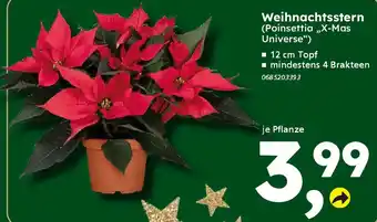 Globus Baumarkt Weihnachtsstern (Poinsettia „,X-Mas Universe") Angebot