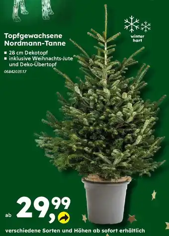 Globus Baumarkt Topfgewachsene Nordmann-Tanne Angebot