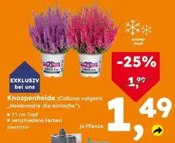 Globus Baumarkt Knospenheide (Calluna vulgaris ,,Heidemarie die einfache") Angebot