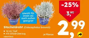 Globus Baumarkt Stacheldraht (Calocephalus brownii) Angebot
