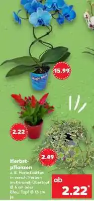 Kaufland Herbstpflanzen Angebot