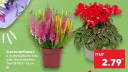 Kaufland Gartenpflanze Angebot