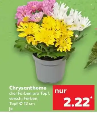 Kaufland Chrysantheme Angebot