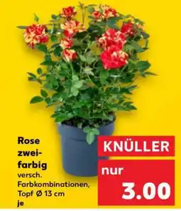 Kaufland Rose, zweifarbig Angebot