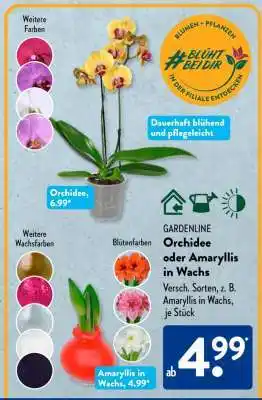 Aldi Süd GARDENLINE Orchidee oder Amaryllis in Wachs Angebot