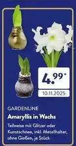Aldi Süd Amaryllis in Wachs Angebot