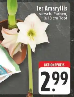 Edeka 1er Amaryllis Angebot