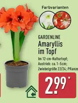 Aldi Nord GARDENLINE Amaryllis im Topf Angebot