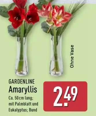 Aldi Nord GARDENLINE Amaryllis Angebot