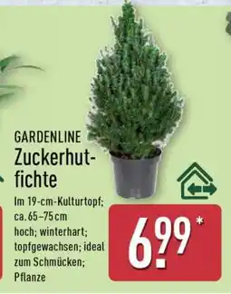 Aldi Nord GARDENLINE Zuckerhut-fichte Angebot