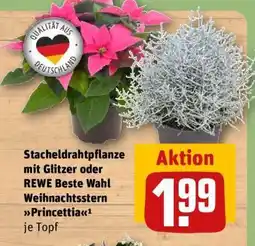 REWE Stacheldrahtpflanze mit Glitzer oder REWE Beste Wahl Weihnachtsstern Princettia Angebot