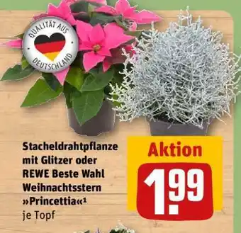 REWE Stacheldrahtpflanze mit Glitzer oder REWE Beste Wahl Weihnachtsstern Princettia Angebot