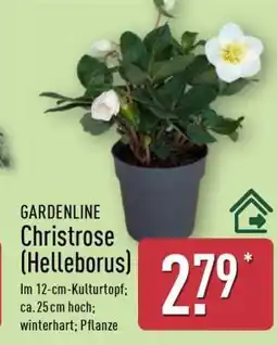 Aldi Nord GARDENLINE Christrose (Helleborus) Angebot