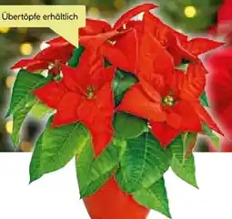 BayWa Weihnachtssterne Angebot