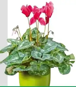BayWa Alpenveilchen Cyclamen Persicum Angebot