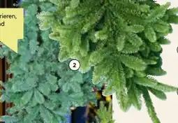 BayWa Tannenzweige Blaue Edeltanne Angebot