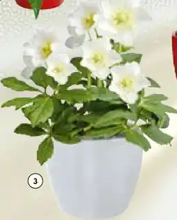 BayWa Christrose Christmas Carol Angebot