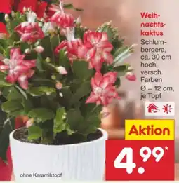 Netto Marken-Discount Weihnachtskaktus Angebot