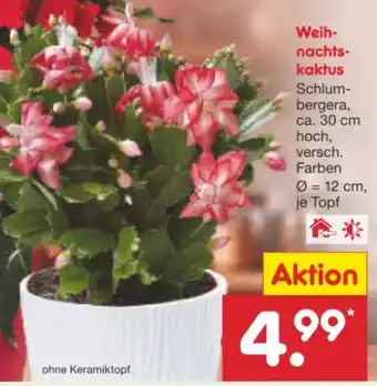 Netto Marken-Discount Weihnachtskaktus Angebot
