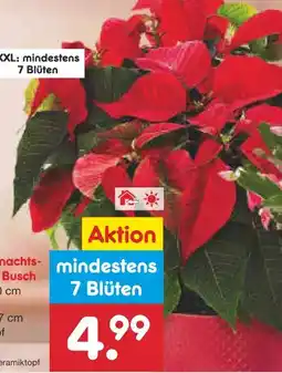 Netto Marken-Discount Weihnachtssternbusch Angebot