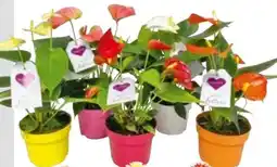 BayWa Plantiflor Flamingoblume Angebot