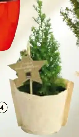 BayWa Bio-Mini-Christbaum Angebot