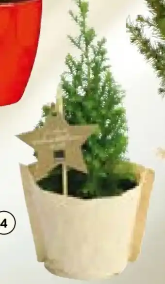 BayWa Bio-Mini-Christbaum Angebot