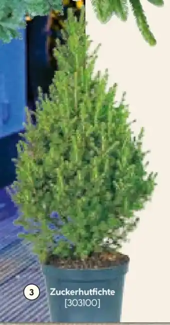 BayWa Zuckerhutfichte Angebot