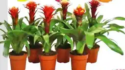 BayWa Bromelien-Mix Angebot