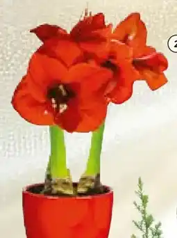BayWa Amaryllis Angebot