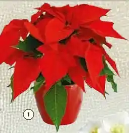 BayWa Weihnachtsstern Angebot