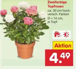 Netto Marken-Discount Topfrose Angebot