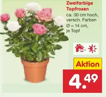Netto Marken-Discount Topfrose Angebot