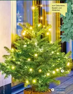 BayWa Blaufichte Angebot