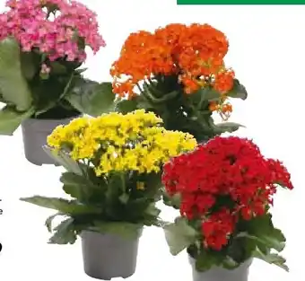 BayWa Kalanchoe Flammendes Käthchen Angebot
