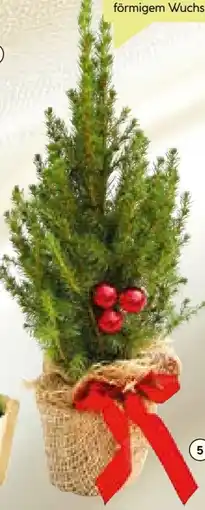 BayWa Weihnachts Geschmückte Zuckerhutfichte Angebot