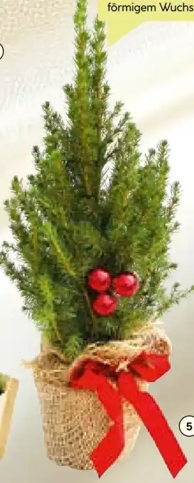 BayWa Weihnachts Geschmückte Zuckerhutfichte Angebot