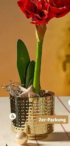 PENNY Übertöpf Angebot